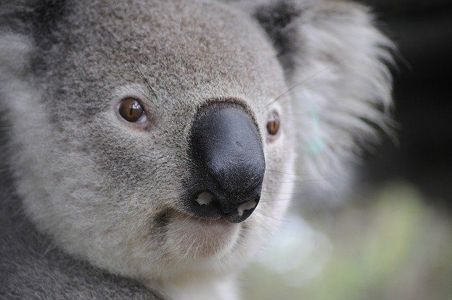 Australian accent coach required